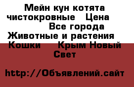 Мейн-кун котята чистокровные › Цена ­ 25 000 - Все города Животные и растения » Кошки   . Крым,Новый Свет